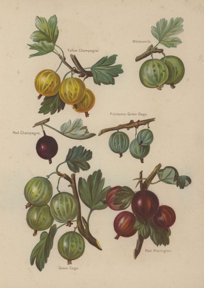 Champagne Jaune, Whitesmith, Champagne Rouge, Pitmaston Green Gage, Green Gage, Red Warrington - English School